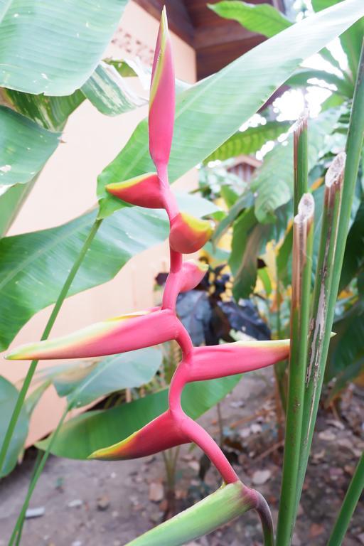Paradise Palms كو تشانغ المظهر الخارجي الصورة